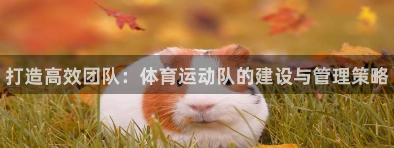 球进体育：打造高效团队：体育运动队的建设与管理策略